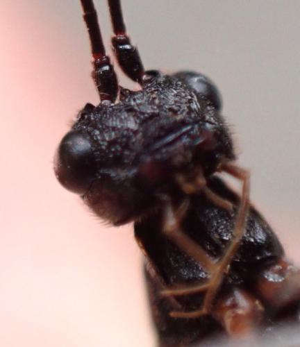 Réf. 346 512 : Helcon sp.